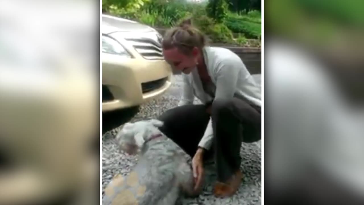 The Heart Touching Reunion Of A Camel And Its Owner