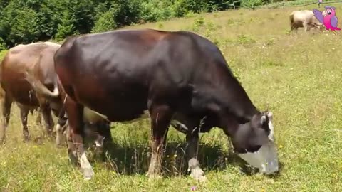 COW VIDEO 🐮🐄 COWS MOOING AND GRAZING IN A FIELD _ Cow Video