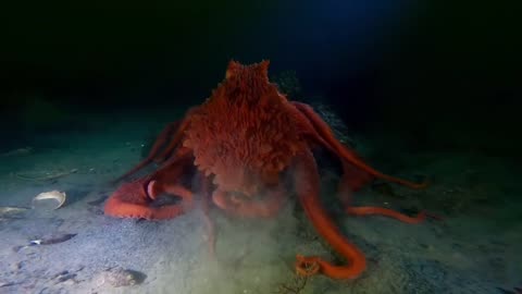 Giant Pacific Octopus