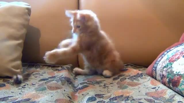 Little Kitten Playing With Her Mouse Toy