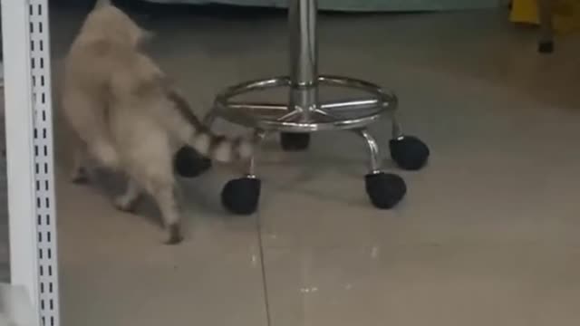 Hilarious animal moments #5