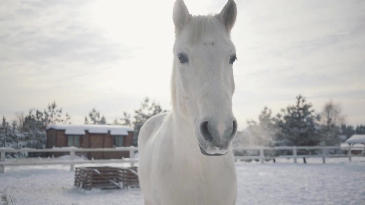 Beautiful muzzle of a white horse standing on the barred area of a country ranch