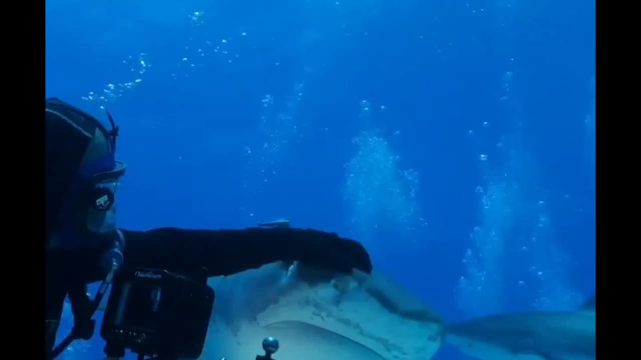 Tiger Shark nose scratch