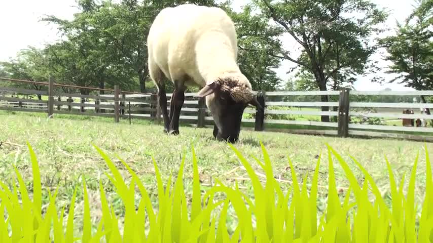 Let's Go to the Farm Learn Farm Animal Song for Kids