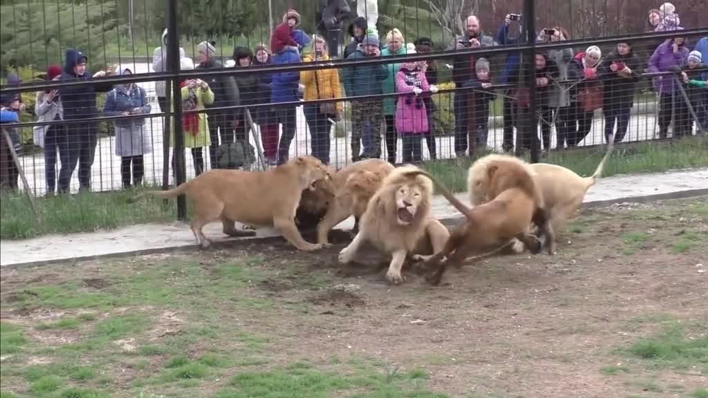 The Lion King