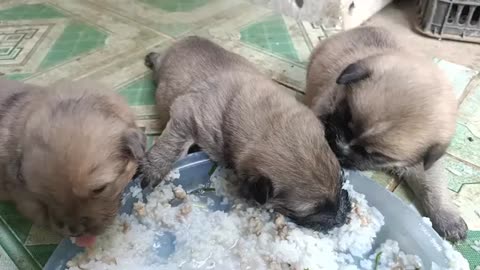 Puppies are very hungry after being abandoned, they have no mother and we are here to help them