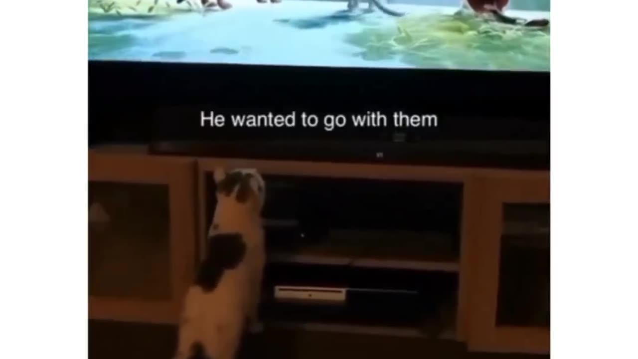 Funny cat