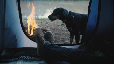 Person inside a tent with dog