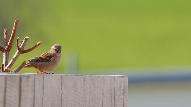 Lonely bird