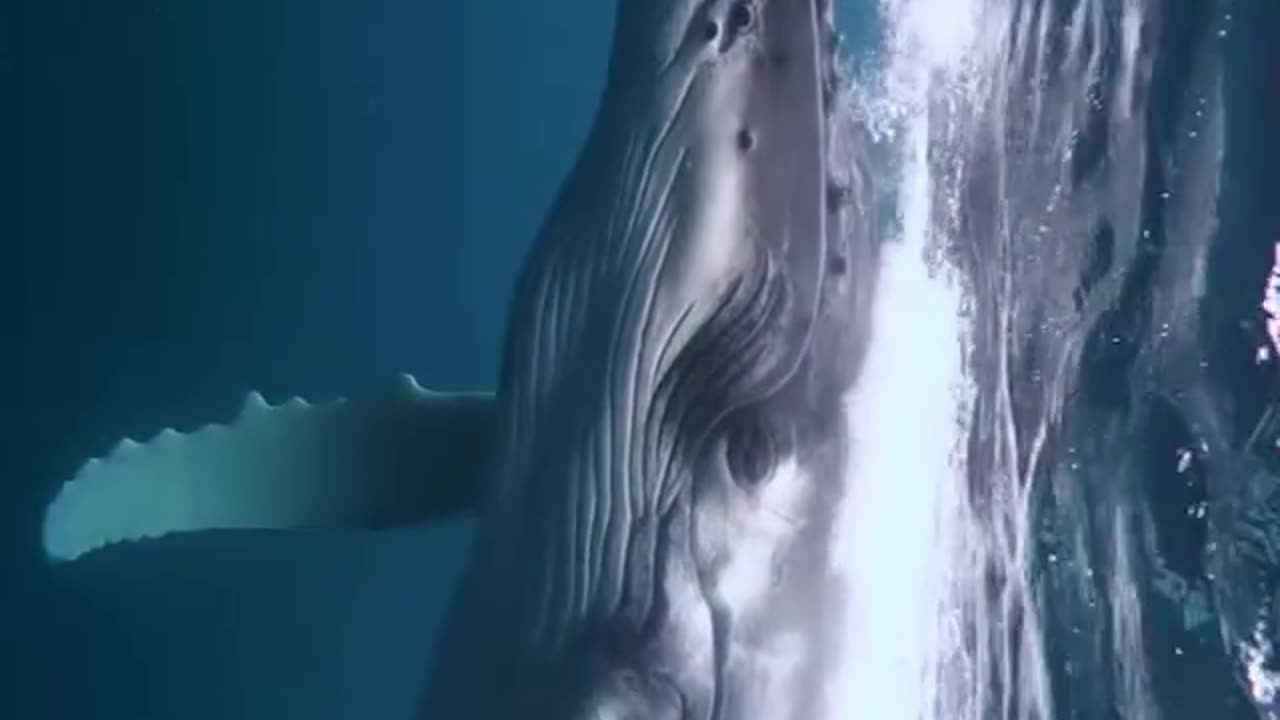 The Underwater Wonders
