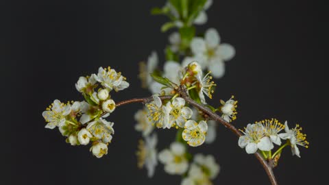 Blackthorn Bud Blossom Bloom Spring Blossomed