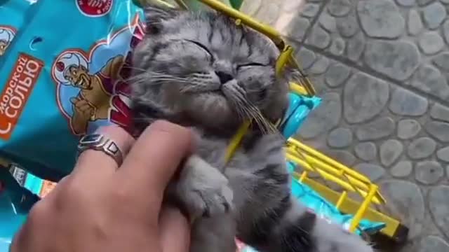 OMG So Cute Cats ♥ Best Funny Cat ❤️🐈Videos 2021 #shorts