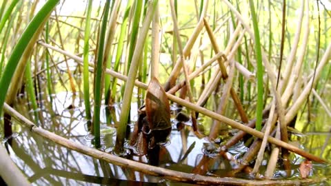 ”水辺のハンター”タガメ 獲物捕獲は一瞬【静岡新聞／あなたの静岡新聞】