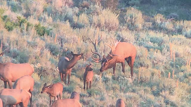 Bull Elk at Royal Point Ranch