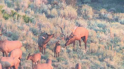 Bull Elk at Royal Point Ranch