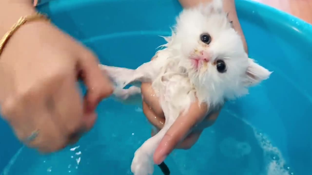 Kitten Enjoys First Bath.