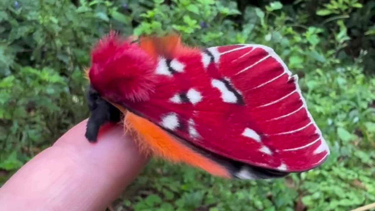 A Very Colorful Moth