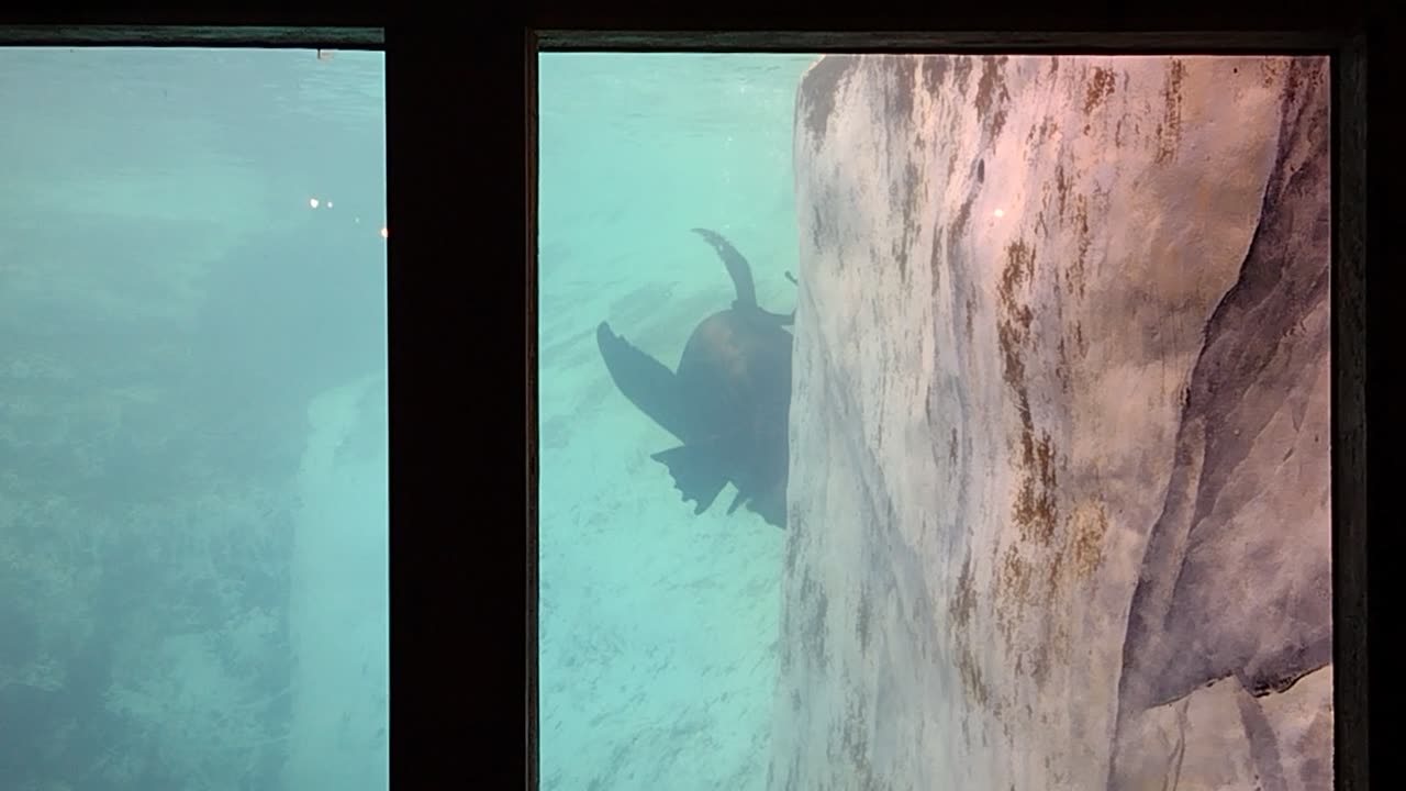 Sea Lions At The Brookfield Zoo