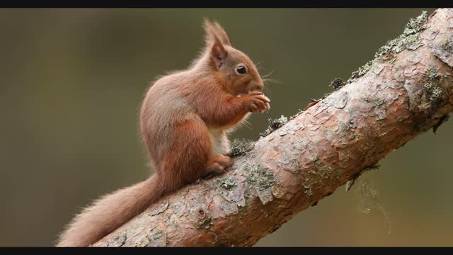 Red Squirrel