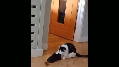 Cat Vs Rat