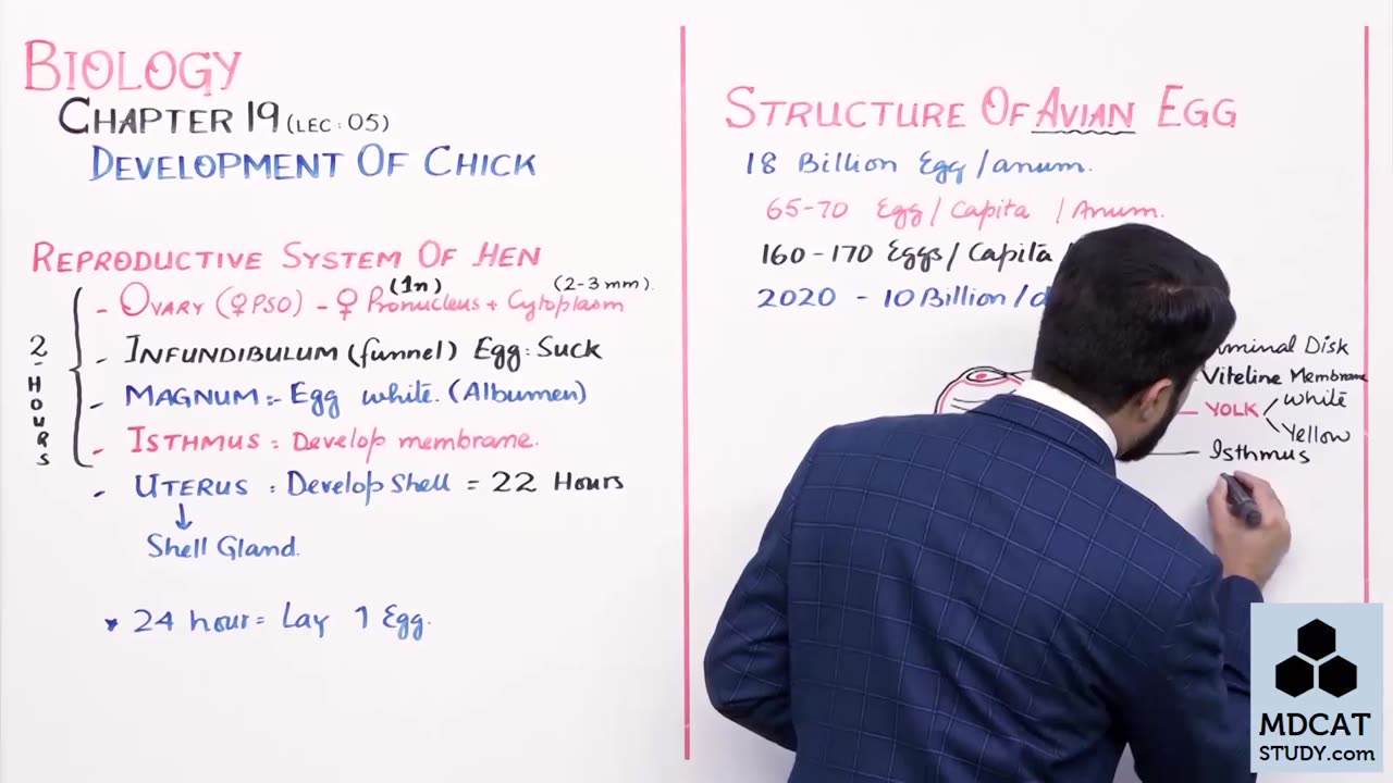 LEC#6 DEVELOPMENT OF CHICK (PART-A)