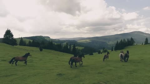 Untamed Horses Galloping in Nature