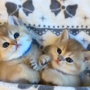 Funny kitten|cats Fanny video
