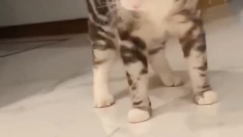 Funny animals