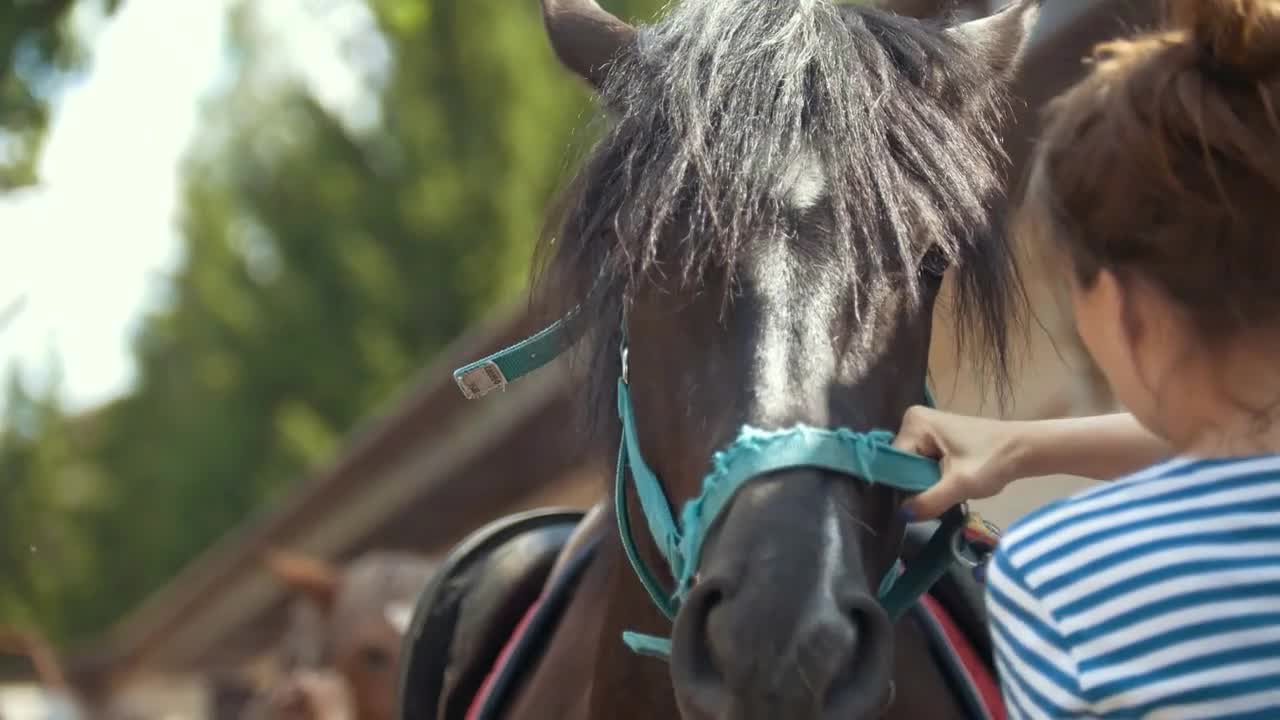 Woman puts a bridle on a horse