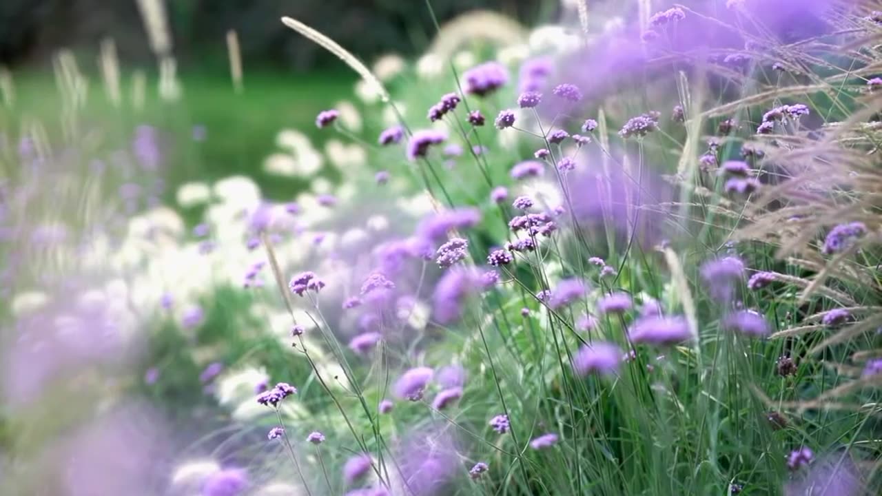 Flower video, relaxing video, nature love, satisfying.