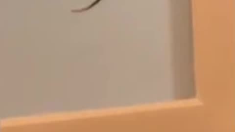 Funny mouse