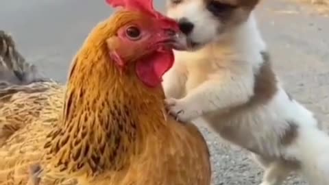 Cute puppy on car. and chicken