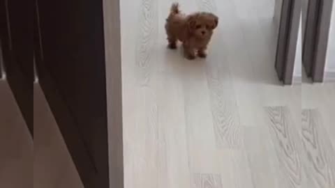 Cute little dog