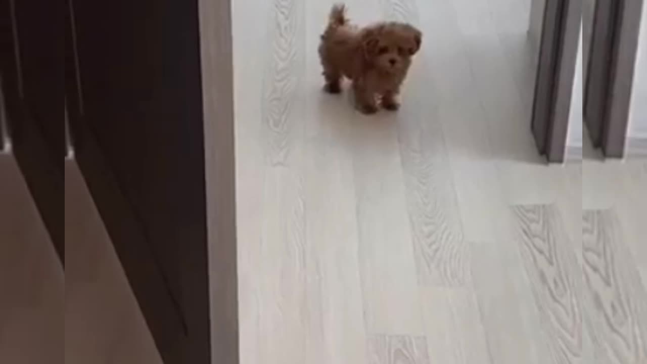 Cute little dog