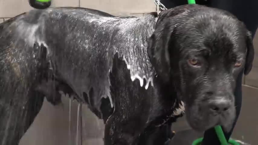 Giant ferocious Mastiff scared of spray bottle