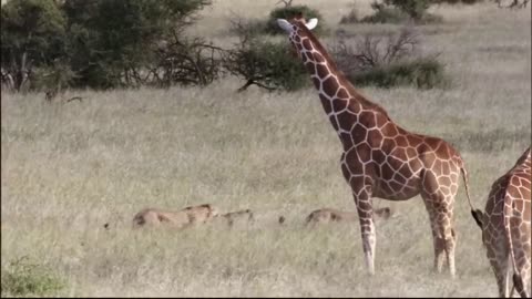 Three Cheetahs Vs Ostrich | Life |