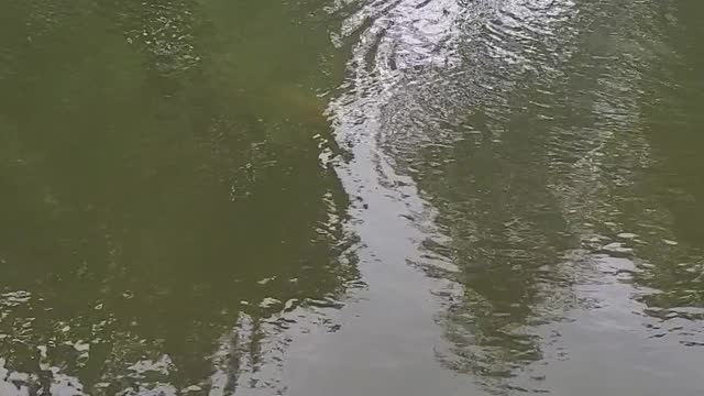 Caught a glimpse of a grant goldfish at out public library pond
