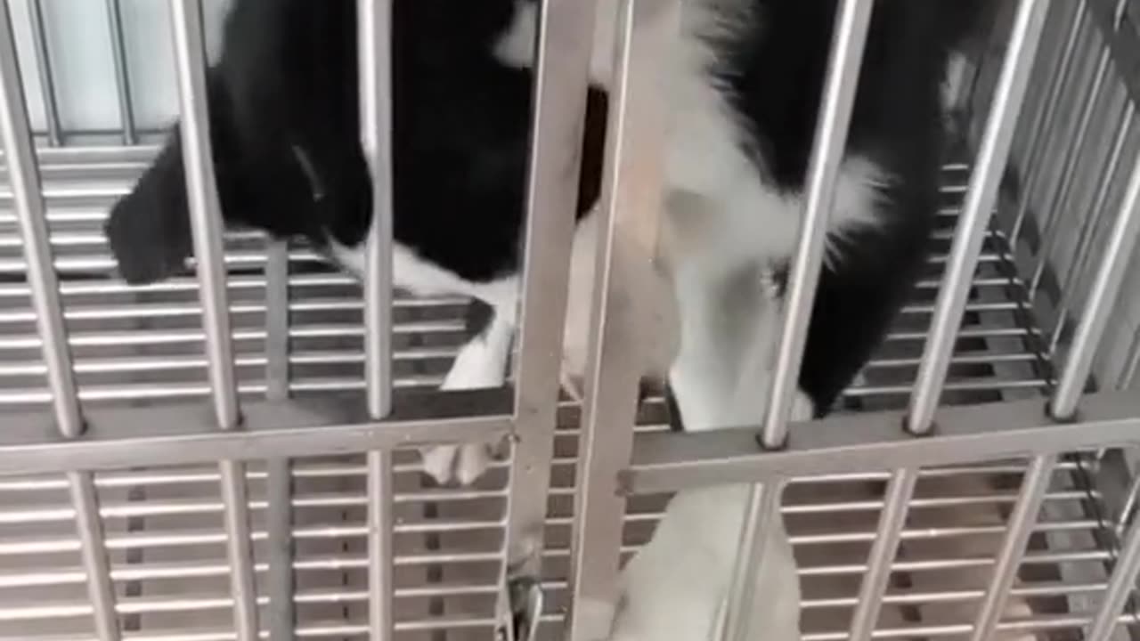Explore the world with this dog!