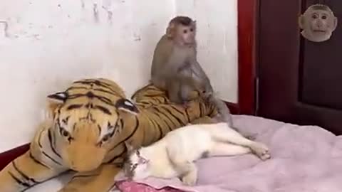 Best Funny Animal Videos 2022 😂 - Funniest Dogs And Cats Videos