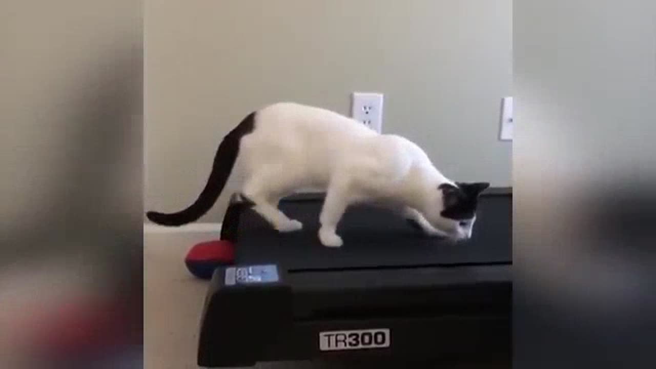 Funniest Cats Videos That Will Make You Laugh Funny Animal Videos 2023 Part 23πΌπΉπ
