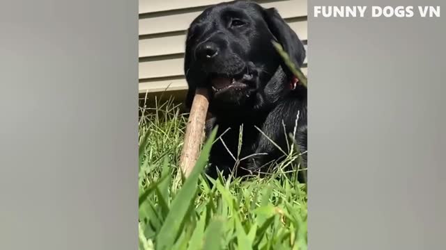 Funniest Animals Video - Funny Dogs And Cats - Try Not To Laugh Animals 2022-2