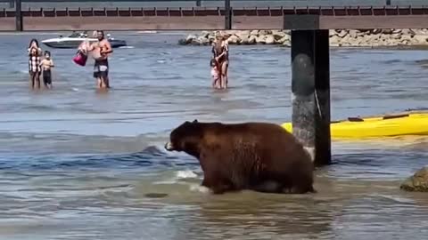 Huge Bear Wanders Near Shore At Beach