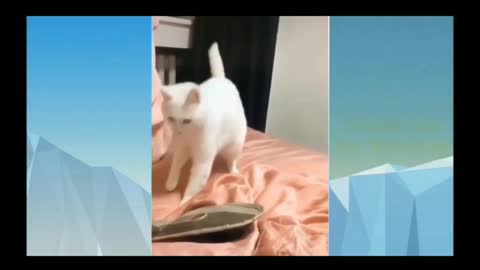 Cute Cat Funny Dance😅😅😅😅