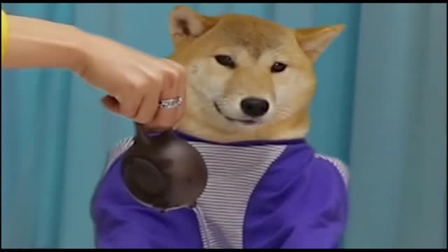A versatile dog