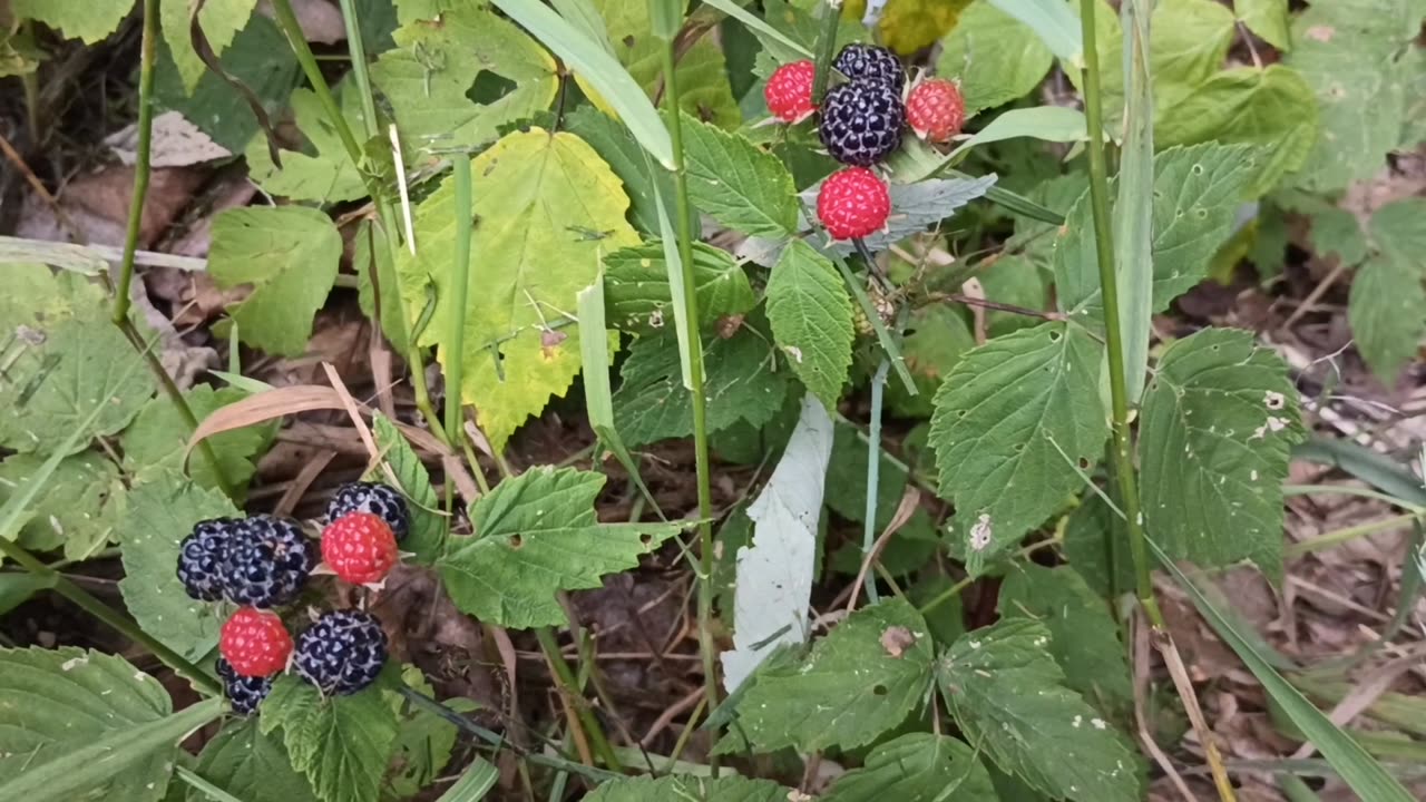 Black Raspberries