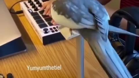 Funny animal video