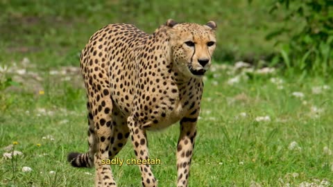 Inside the World of Cheetah Conservation: How We Can Save These Majestic Cats"