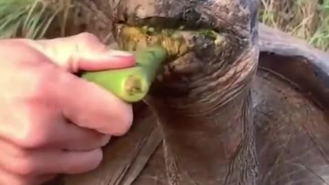 Die besten lustigen Tiervideos des Jahres 2023