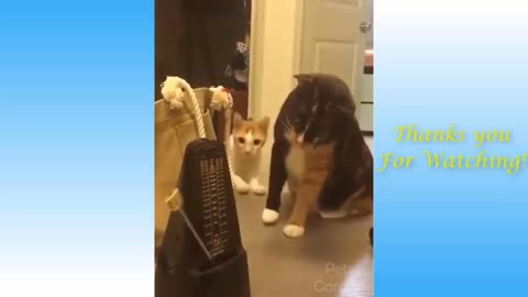 Funniest Animals - Best Of The Funny Animal Videos.. 🤣🐱