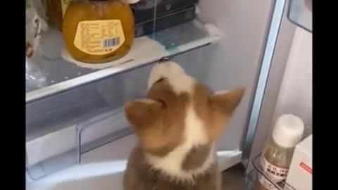 funny video!!!